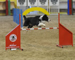 Centro Ippico Le Ginestre - Concorso Agility Dog