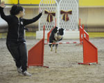 Centro Ippico Le Ginestre - Concorso Agility Dog