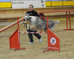 Centro Ippico Le Ginestre - Concorso Agility Dog