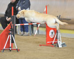 Centro Ippico Le Ginestre - Concorso Agility Dog